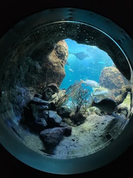 新江ノ島水族館に投稿された画像（2022/6/11）