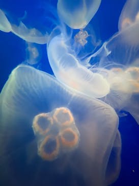 新江ノ島水族館に投稿された画像（2022/6/11）