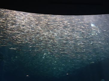 名古屋港水族館に投稿された画像（2022/6/11）