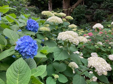 ニューヨークランプミュージアム＆フラワーガーデンに投稿された画像（2022/6/11）