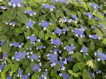 ニューヨークランプミュージアム＆フラワーガーデンに投稿された画像（2022/6/11）