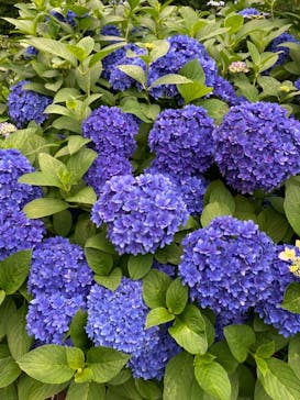 ニューヨークランプミュージアム＆フラワーガーデンに投稿された画像（2022/6/11）