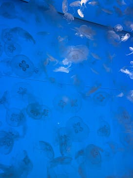 アクアワールド茨城県大洗水族館に投稿された画像（2022/6/11）