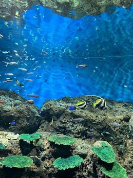 アクアワールド茨城県大洗水族館に投稿された画像（2022/6/11）