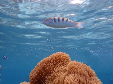 宮古島 ADVENTURE PiPi（ミヤコジマ アドベンチャー ピピ）に投稿された画像（2022/6/11）