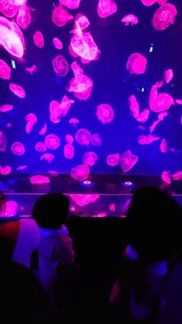名古屋港水族館に投稿された画像（2022/6/11）