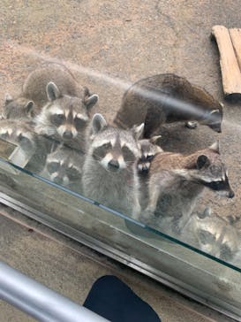 長崎バイオパークに投稿された画像（2022/6/11）