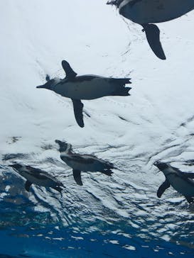 サンシャイン水族館に投稿された画像（2022/6/11）