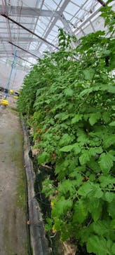 くらもとファームに投稿された画像（2022/6/11）