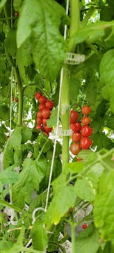 くらもとファームに投稿された画像（2022/6/11）