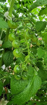 くらもとファームに投稿された画像（2022/6/11）