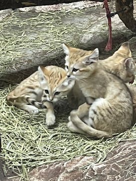 那須どうぶつ王国に投稿された画像（2022/6/11）