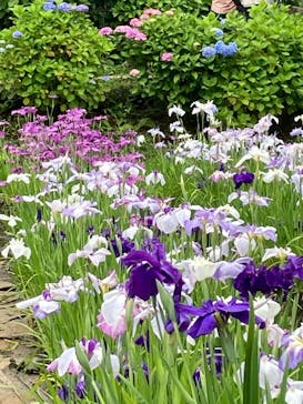 小田原城に投稿された画像（2022/6/11）