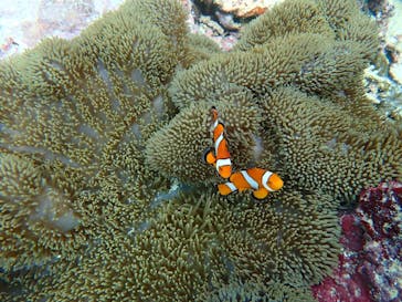 石垣島 ADVENTURE PiPi（イシガキジマアドベンチャーピピ）に投稿された画像（2022/6/11）