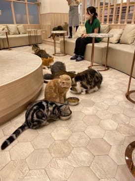 猫カフェモカ　イオンモール幕張新都心店に投稿された画像（2022/6/11）