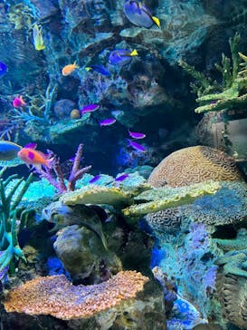 サンシャイン水族館に投稿された画像（2022/6/11）