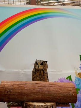 富士花鳥園に投稿された画像（2022/6/11）