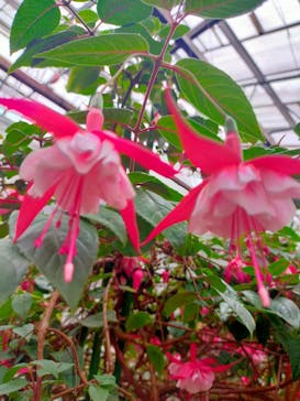 富士花鳥園に投稿された画像（2022/6/11）