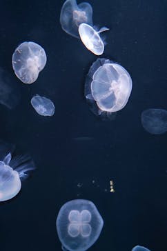サンシャイン水族館に投稿された画像（2022/6/12）