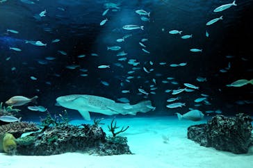 サンシャイン水族館に投稿された画像（2022/6/12）