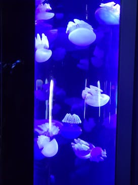 サンシャイン水族館に投稿された画像（2022/6/12）