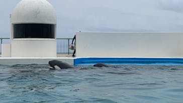 鴨川シーワールドに投稿された画像（2022/6/12）