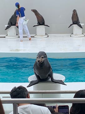 鴨川シーワールドに投稿された画像（2022/6/12）
