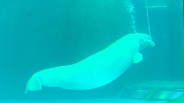 鴨川シーワールドに投稿された画像（2022/6/12）