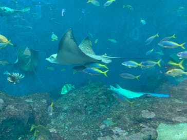 鴨川シーワールドに投稿された画像（2022/6/12）