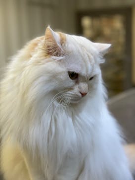 猫カフェモカ　立川店に投稿された画像（2022/6/12）