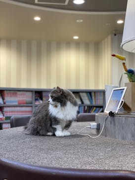 猫カフェモカ　立川店に投稿された画像（2022/6/12）