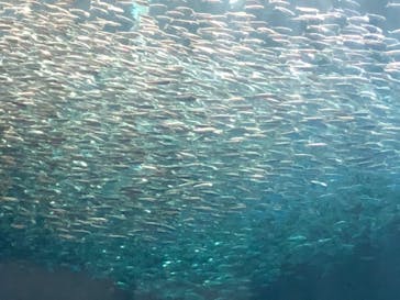 名古屋港水族館に投稿された画像（2022/6/12）