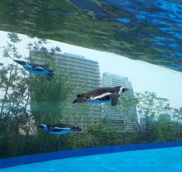 サンシャイン水族館に投稿された画像（2022/6/12）