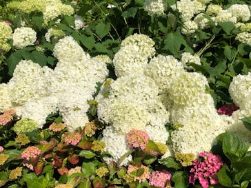 京阪電車に投稿された画像（2022/6/12）