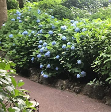 ニューヨークランプミュージアム＆フラワーガーデンに投稿された画像（2022/6/12）