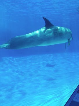 名古屋港水族館に投稿された画像（2022/6/12）