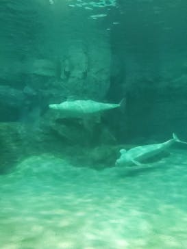 名古屋港水族館に投稿された画像（2022/6/12）