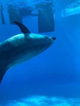 名古屋港水族館に投稿された画像（2022/6/12）