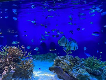 新江ノ島水族館に投稿された画像（2022/6/12）