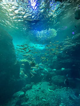 新江ノ島水族館に投稿された画像（2022/6/12）