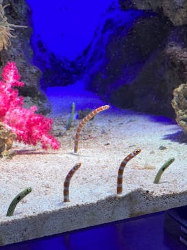 新江ノ島水族館に投稿された画像（2022/6/12）