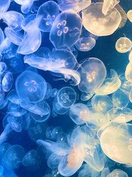 鴨川シーワールドに投稿された画像（2022/6/12）