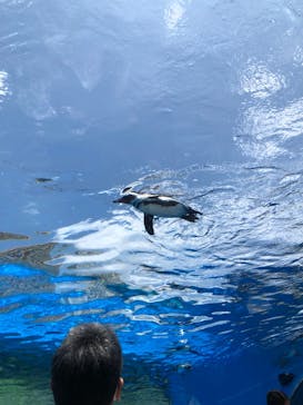サンシャイン水族館に投稿された画像（2022/6/12）