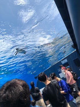 サンシャイン水族館に投稿された画像（2022/6/12）