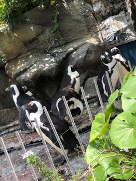 サンシャイン水族館に投稿された画像（2022/6/12）