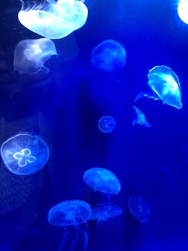 サンシャイン水族館に投稿された画像（2022/6/12）