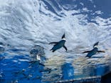サンシャイン水族館に投稿された画像（2022/6/12）