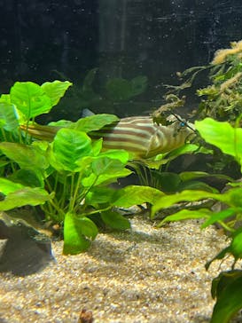 カワスイ 川崎⽔族館に投稿された画像（2022/6/12）