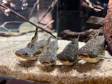 カワスイ 川崎⽔族館に投稿された画像（2022/6/12）