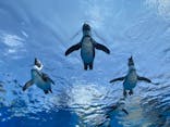 サンシャイン水族館に投稿された画像（2022/6/12）